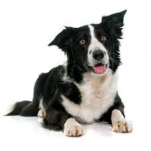 Comprar Pienso para Perros Adultos | CrazyPet Mascotas