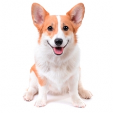 Comprar Pienso para Perros Esterilizados | CrazyPet Mascotas