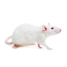 Comprar Comida para Ratas | CrazyPet Mascotas