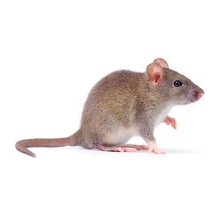 Comprar Comida para Ratones | CrazyPet Mascotas