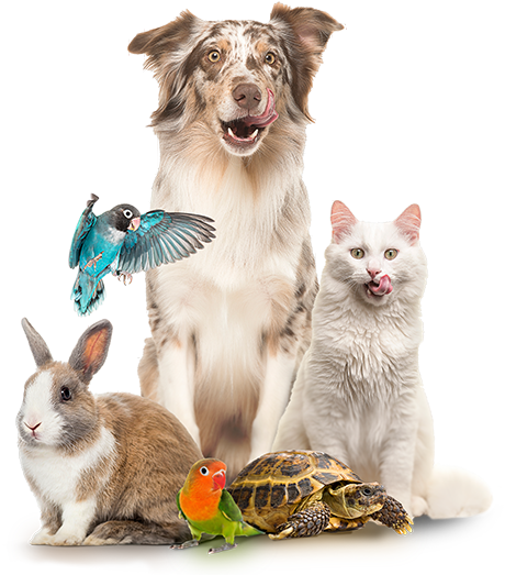 Boletín CrazyPet Mascotas